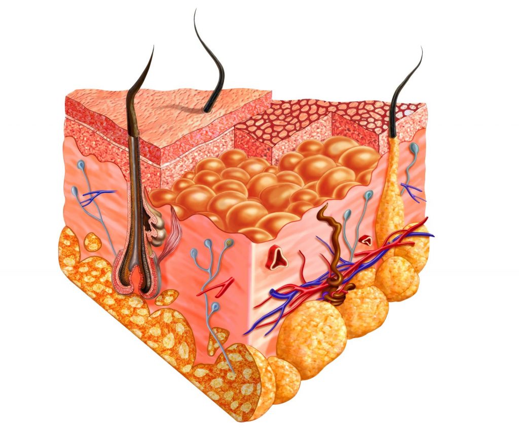 Schematische Darstellung der Hautschichten